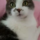 Sophie Avatar