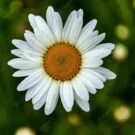 Hélène Avatar